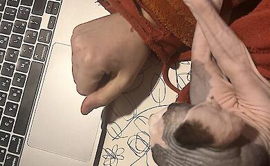 Scientists in Japan have finally explained why cats almost always land on their feet