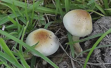New species of psilocybin mushroom Psilocybe ochraceocentrata discovered in South Africa