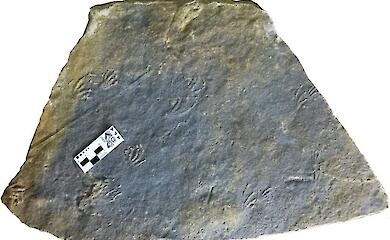 Traces of an ancient 152 million year old lizard found in Jurassic rocks in Spain