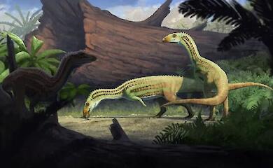 Reconstruction of an ancient crocodile relative Sonselasuchus that could walk on two legs
