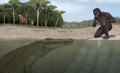 Reconstruction of the ancient crocodile Crocodylus lucivenator, which may have preyed on human ancestors