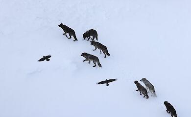Ravens fly over a wolf pack in Yellowstone National Park
