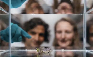 The African killifish is a model organism for the study of ageing