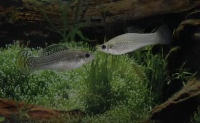 The Amazon molly is a fish that reproduces by clones