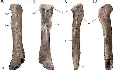 An ancient tyrannosaurid tibia found in New Mexico