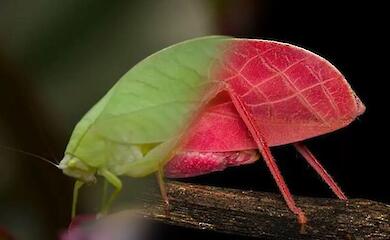 The bright pink grasshopper Arota festae from the rainforests of Panama is changing colour
