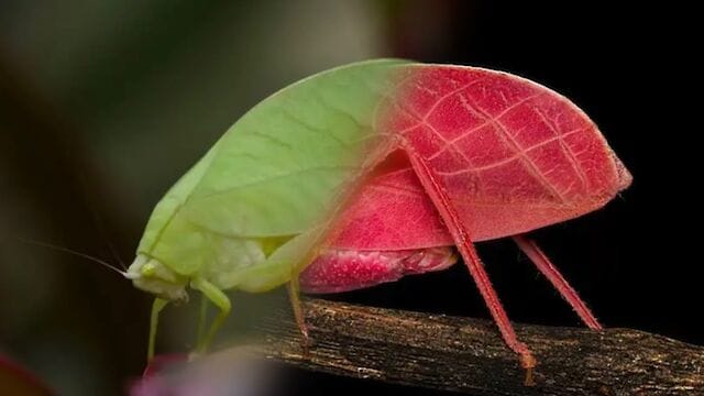 Pale Insect Scientists have found a bright pink insect that changes colour