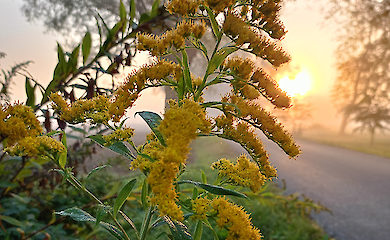 Scientists have discovered that plants can count