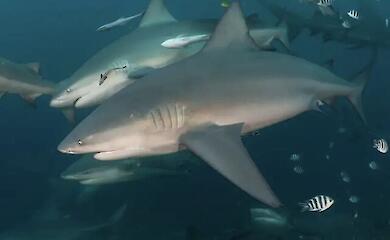 Bull sharks swim alongside each other in the ocean