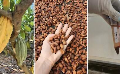Fermented and unfermented cocoa beans