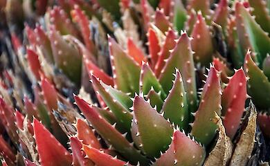 A brightly coloured cactus close-up