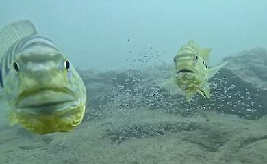 cichlids protect their offspring underwater