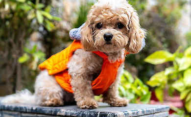 Scientists have found problems in popular "designer" dogs