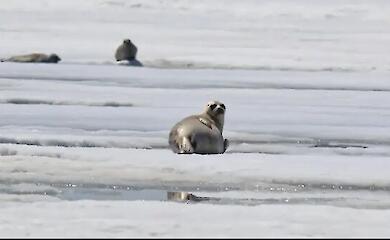 a seal on an ice floe in the Arctic near the water