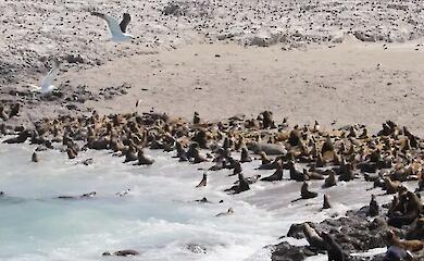 More than 50,000 seals killed by bird flu - scientists sound the alarm