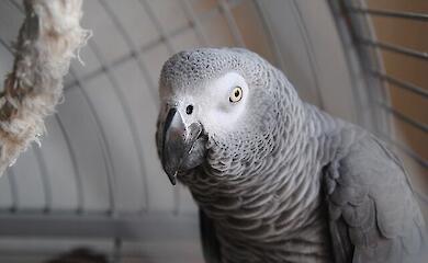 Parrots understand names better than scientists thought they did