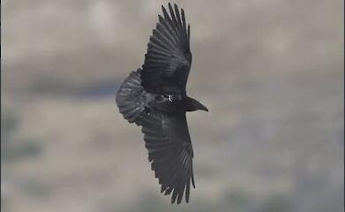 Scientists: cautious crows survive more often than bold ones
