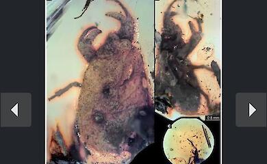 An ancient insect made of amber surprised scientists with its claws