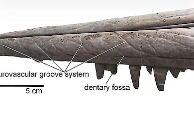 Scientists have uncovered the survival story of an ancient sea giant