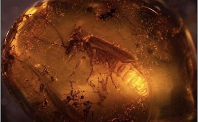 Scientists have found a firefly that lived alongside dinosaurs