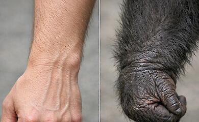 Scientists have compared the hands of humans and apes to understand where our dexterity comes from