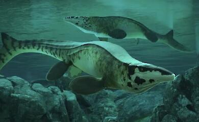 Ancient seas have their own T. rex: palaeontologists have described a giant mosasaurus