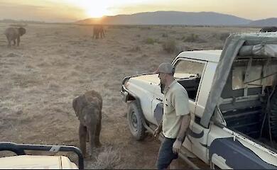 A lost elephant cub has been returned to its family in a Kenyan sanctuary