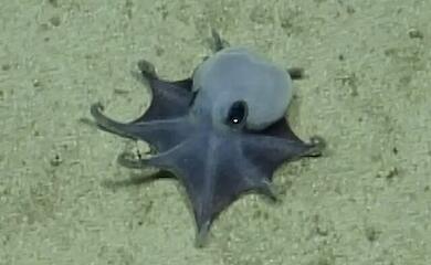 A tiny blue octopus has been described off the Galapagos