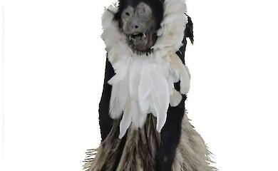 Scientists have solved the mystery of a mummified monkey from a museum collection
