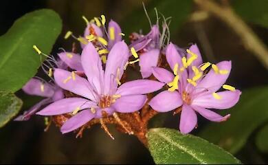 A new species of rare pink shrub has been described in Australia