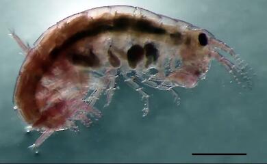 Old data reveals the hidden diversity of Italy's seas