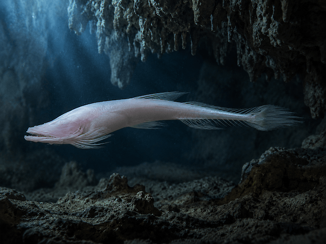 Underground Fish A new species of blind cave fish has been discovered in the US