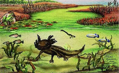 A fossilised relative of the famous axolotl has been found in Mexico