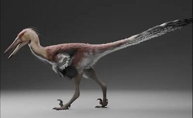 Scientists have found a "heron" among predatory dinosaurs in Argentina