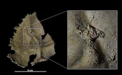 Traces of an epidemic of respiratory disease in children found in a Copper Age tomb