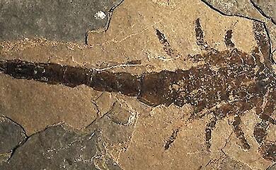 Claws of 16 centimetres: scientists describe ancient giant scorpion