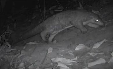 An endangered pangolin has survived in a sacred forest in Nepal