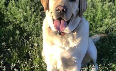 What do the ageing processes of dogs and humans have in common? Scientists have discovered a surprising number of similarities