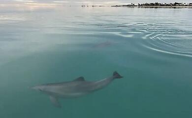 Female dolphins recognise aggressive males by their whistles