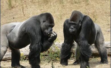 Bold or cautious: why monkeys solve problems in different ways