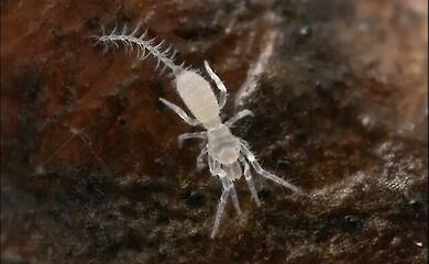 A blind ‘microscorpion’ measuring just about 1.5 mm in length has been discovered in Australia