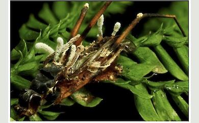 A new hyperparasitic fungus has been discovered in the jungles of Borneo that attacks a ‘zombie fungus’ inside a dead insect