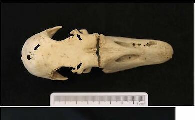 Scientists have discovered how crested geese were bred in the 17th century