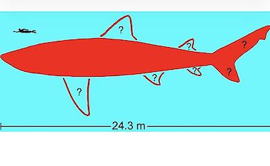 The giant Megalodon shark grew to 24 metres: scientists have confirmed its size