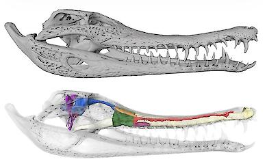 CT scans have shown that the crocodile&rsquo;s brain has remained virtually unchanged over millions of years of evolution 