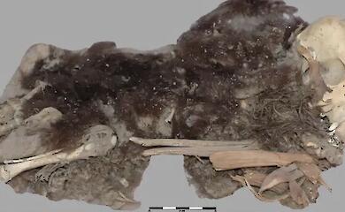 Archaeologists have discovered 1,100-year-old dog mummies and learnt how people looked after them
