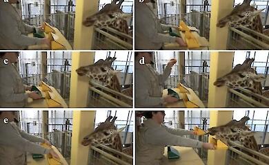 Can giraffes count carrots? Scientists have carried out an unusual experiment