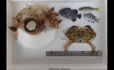 The crab lived in a plastic bottle for two months and grew so large that it couldn’t get out