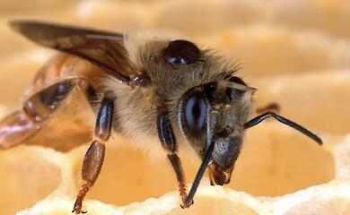 Spider venom could be used as a weapon against the mite that kills bees