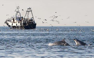 Dolphins are increasingly feeding near fishing boats — and that’s a bad sign